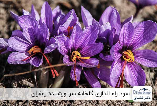 سود پرورش زعفران در گلخانه