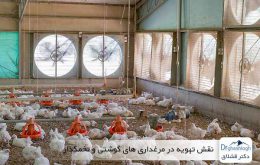 نقش تهویه در مرغداری های گوشتی و تخمگذار