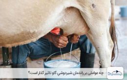 افزایش تولید شیر در گاو - صنایع ماشین سازی دکتر قشلاق
