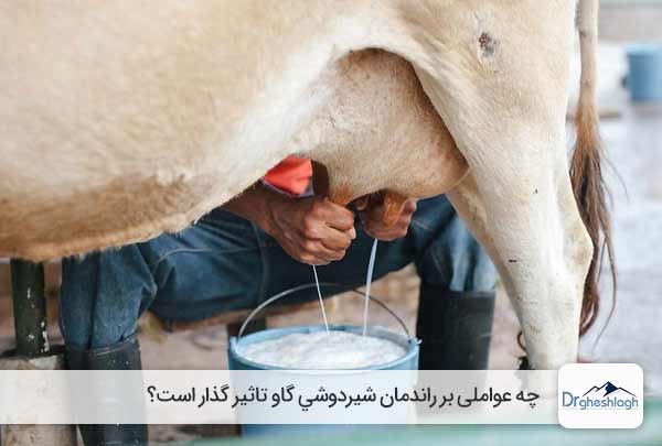 افزایش تولید شیر در گاو - صنایع ماشین سازی دکتر قشلاق
