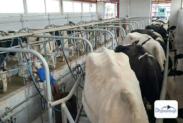 خرید شیردوش برقی گاو و گوسفند-گروه صنعتی دکتر قشلاق