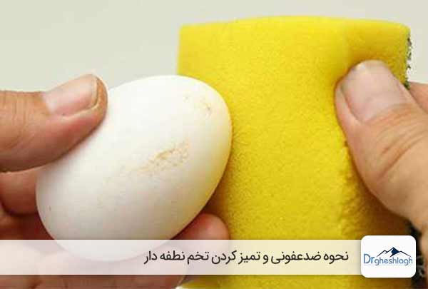 تمیز کردن تخم نطفه دار-دکتر قشلاق