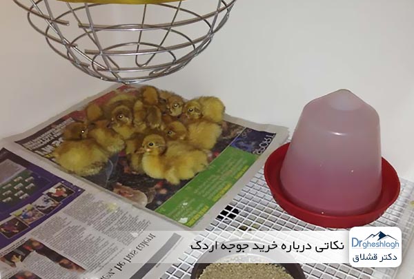 نکاتی درباره خرید جوجه اردک - دکتر قشلاق