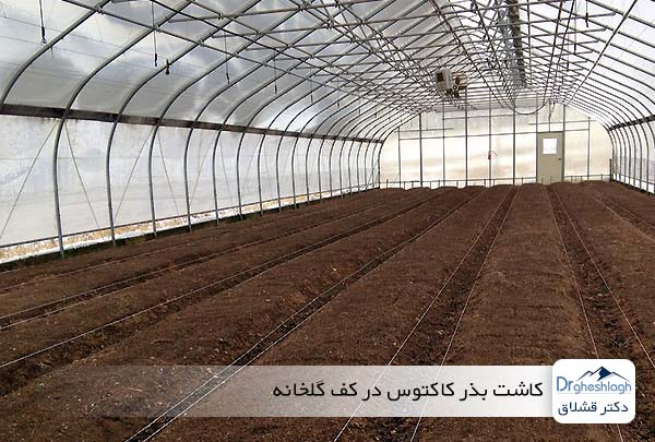 کاشت بذر کاکتوس در کف گلخانه - دکتر قشلاق