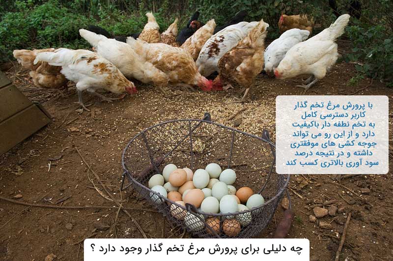 پرورش مرغ تخم گذار چه فایده ای دارد